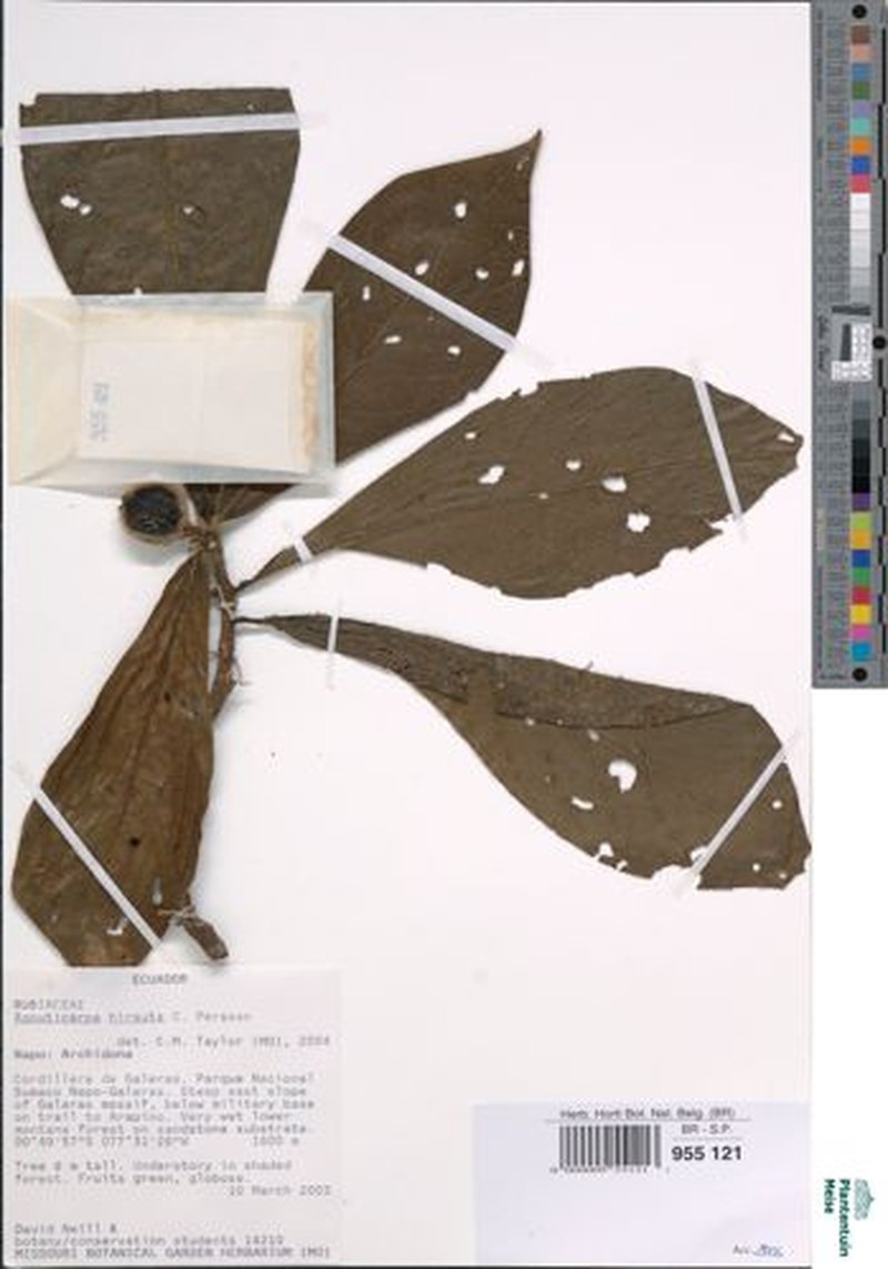 Agouticarpa hirsuta