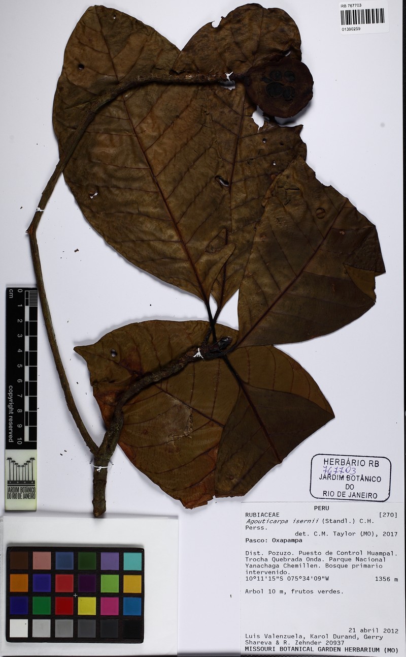 Agouticarpa isernii