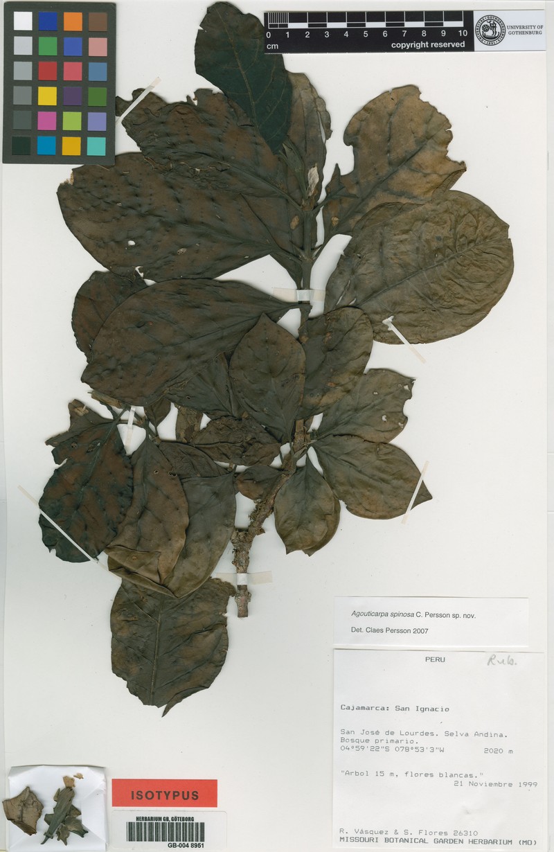 Agouticarpa spinosa