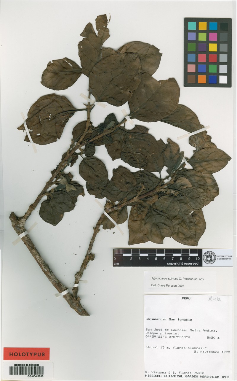 Agouticarpa spinosa photo 2