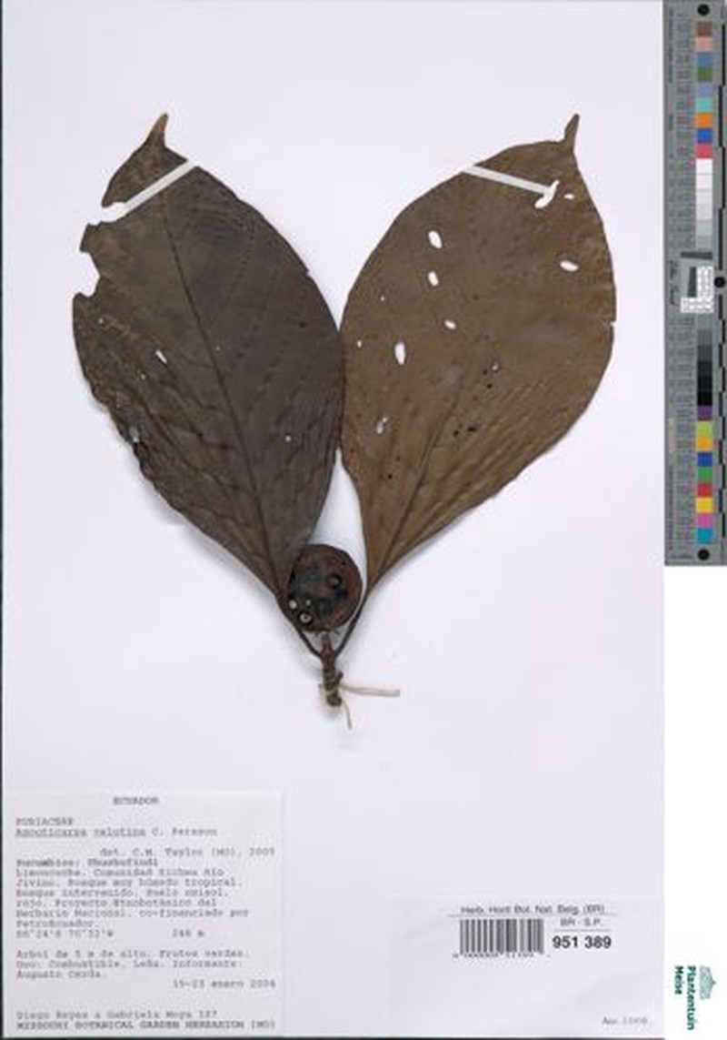 Agouticarpa velutina