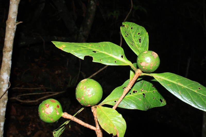 Agouticarpa williamsii photo 2