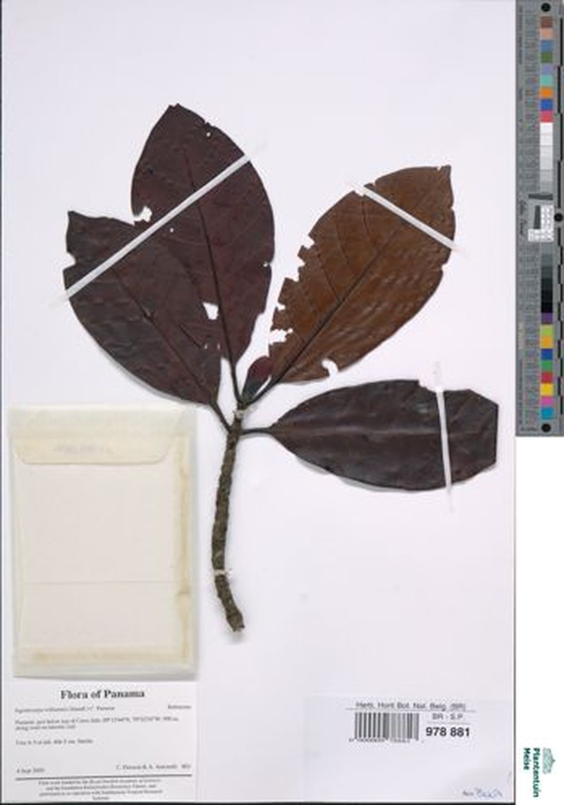 Agouticarpa williamsii photo 3