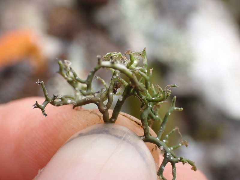 Hispid Agrestia Lichen