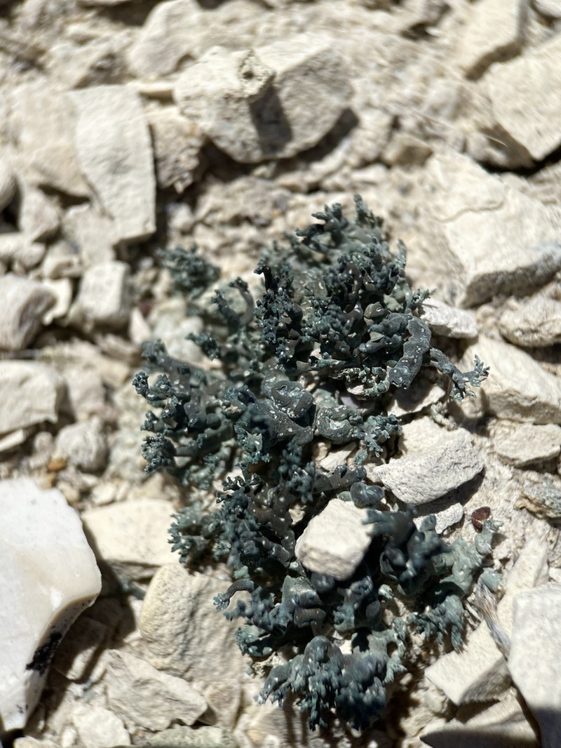 Hispid Agrestia Lichen photo 2