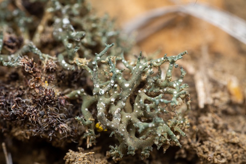 Hispid Agrestia Lichen photo 3