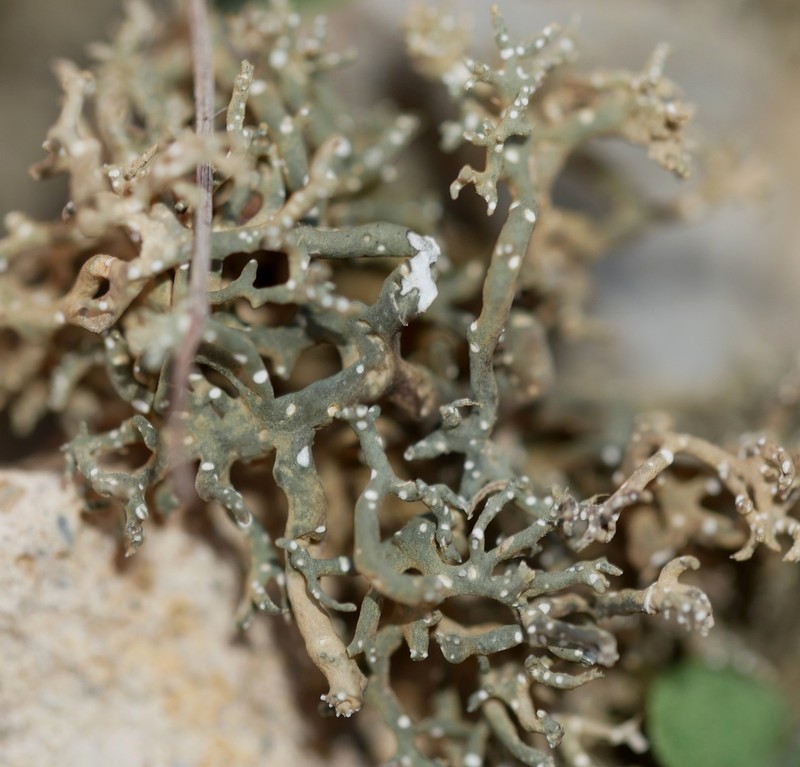 Hispid Agrestia Lichen photo 4