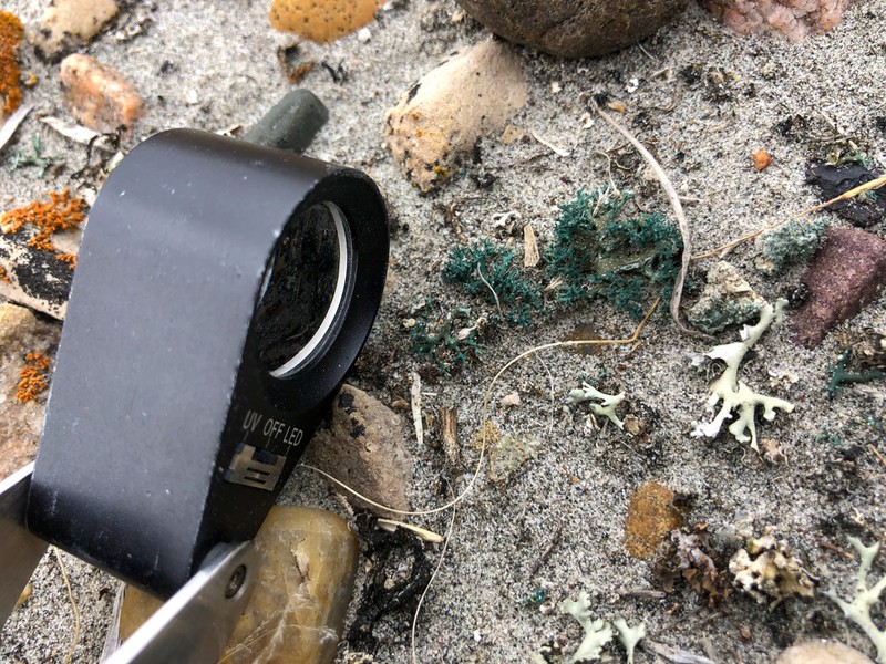 Hispid Agrestia Lichen photo 5