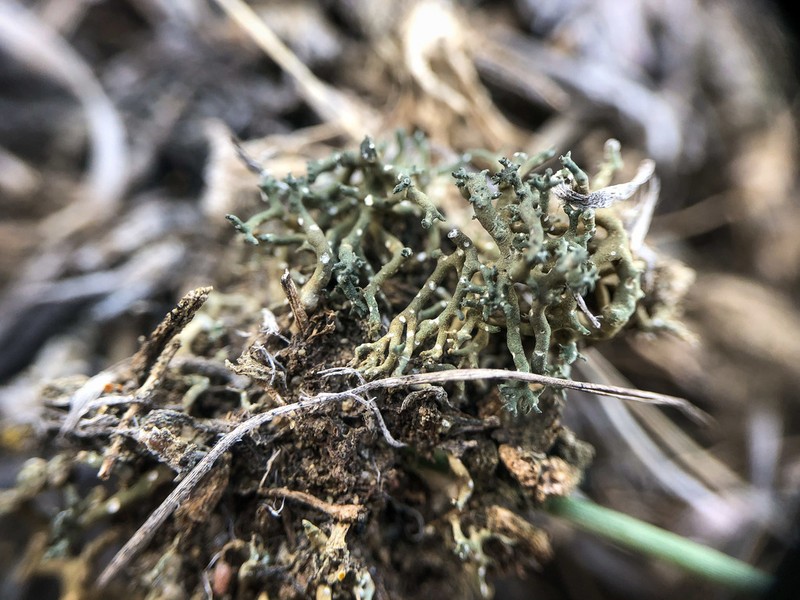 Hispid Agrestia Lichen photo 6