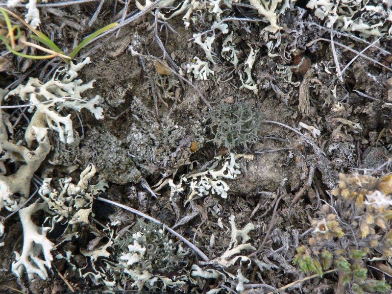 Hispid Agrestia Lichen photo 7