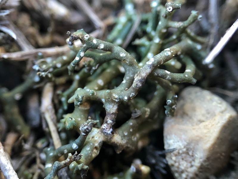 Hispid Agrestia Lichen photo 8