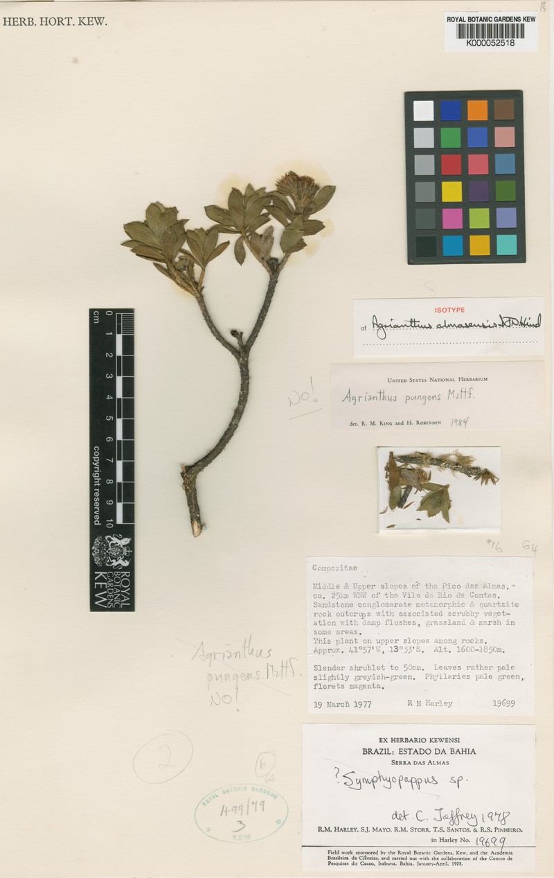 Agrianthus almasensis photo 2