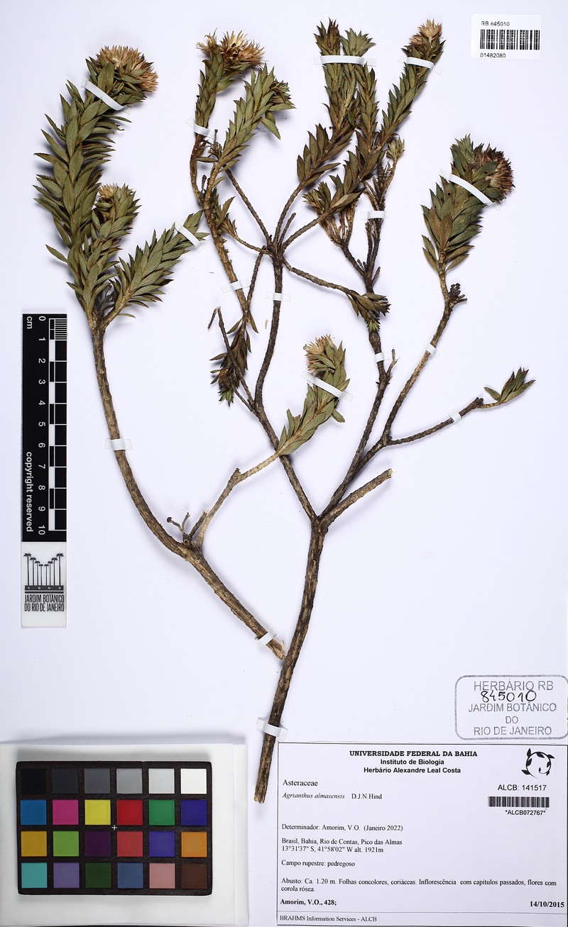 Agrianthus almasensis