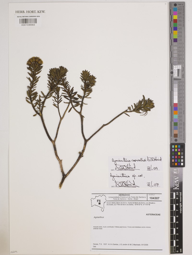 Agrianthus carvalhoi