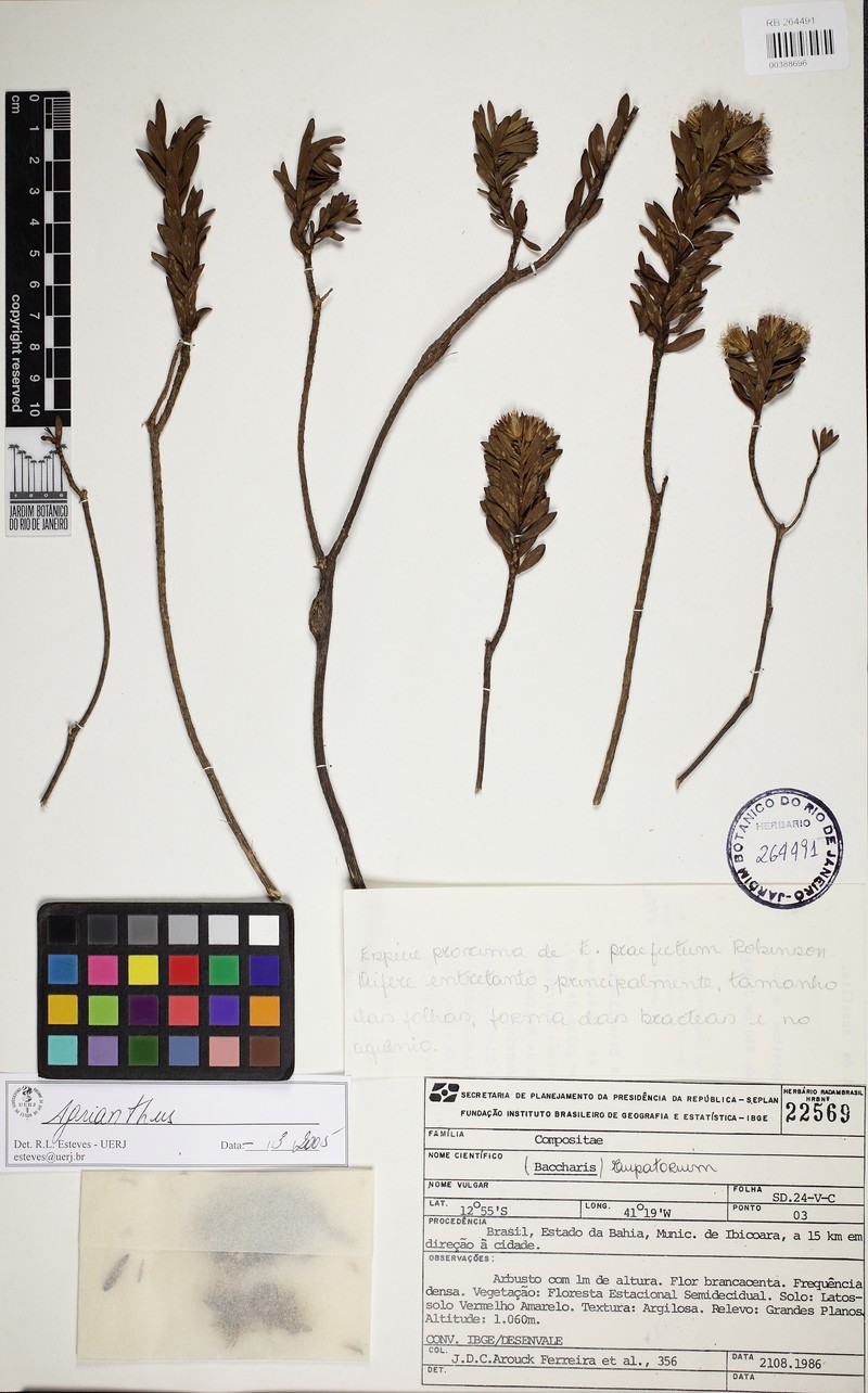 Agrianthus carvalhoi