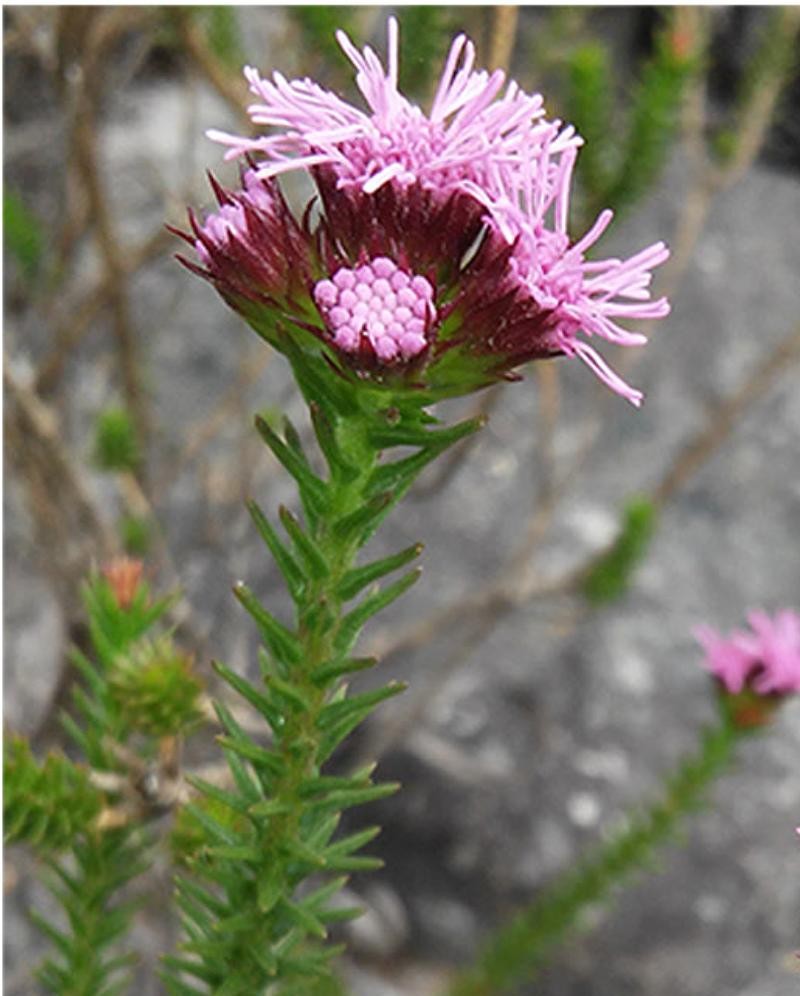 Agrianthus empetrifolius