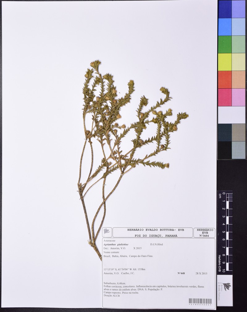 Agrianthus giuliettiae photo 2