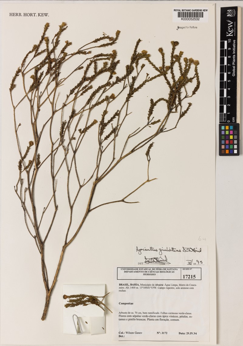 Agrianthus giuliettiae photo 3