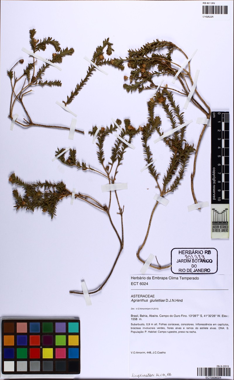 Agrianthus giuliettiae