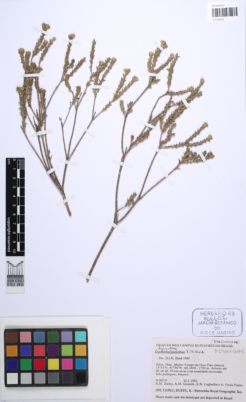 Agrianthus giuliettiae photo 2