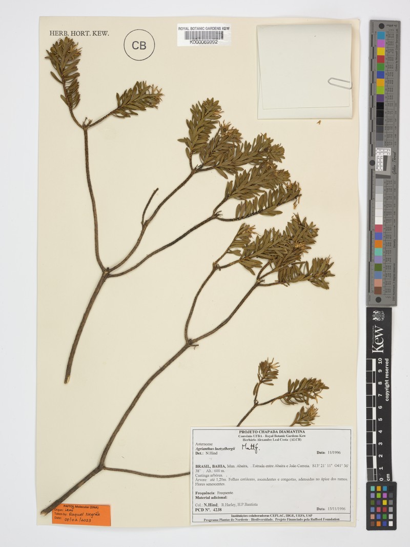 Agrianthus leutzelburgii photo 2