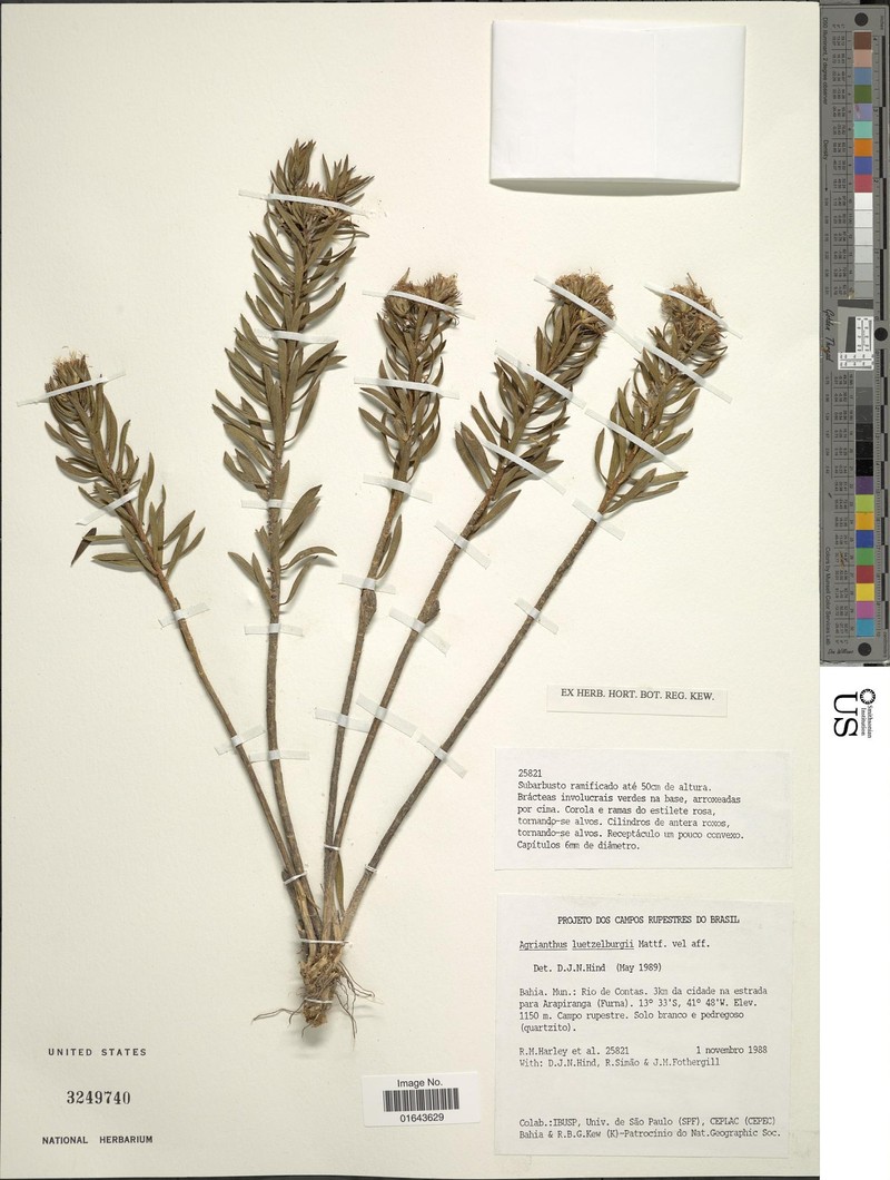 Agrianthus leutzelburgii photo 3