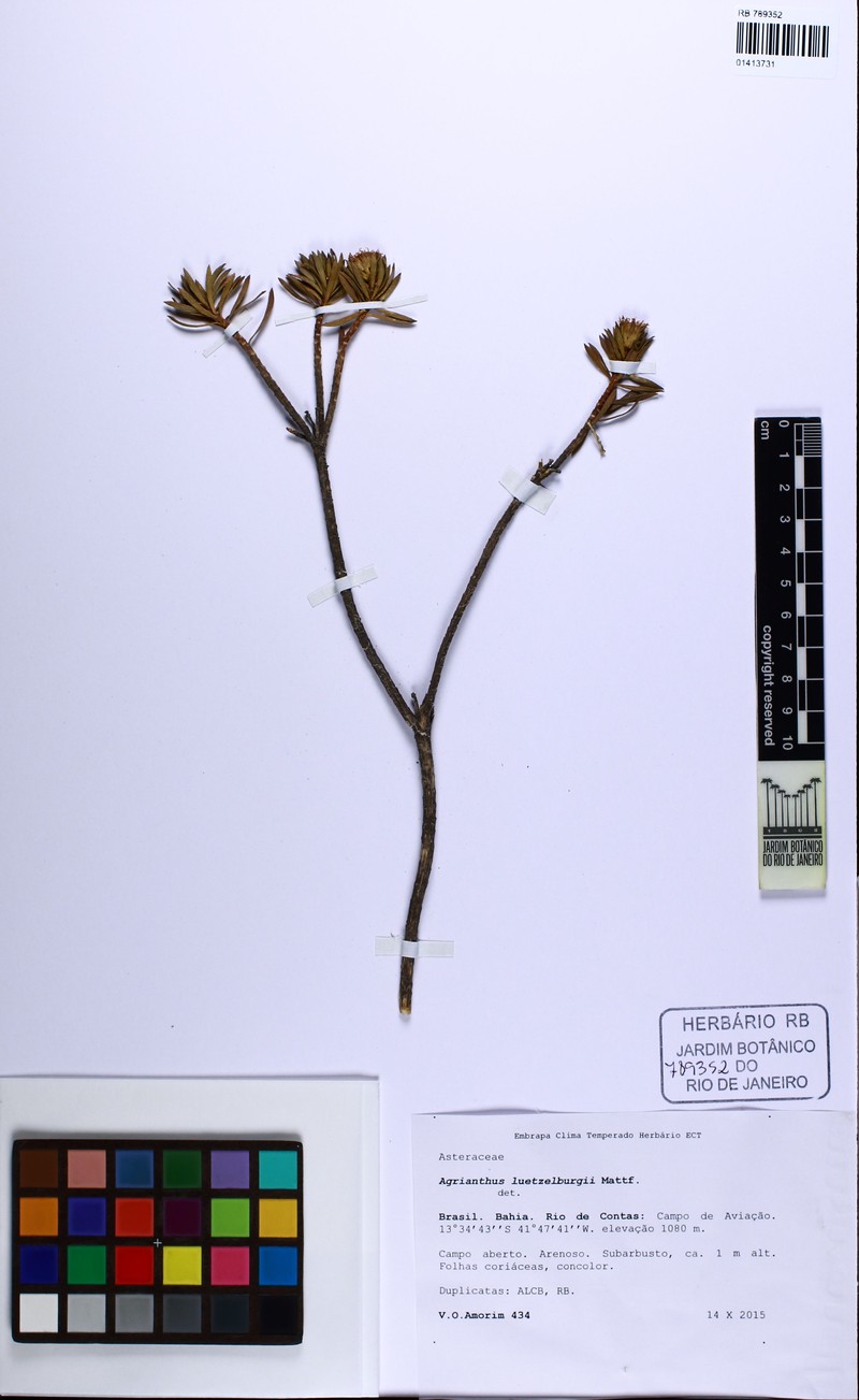 Agrianthus leutzelburgii