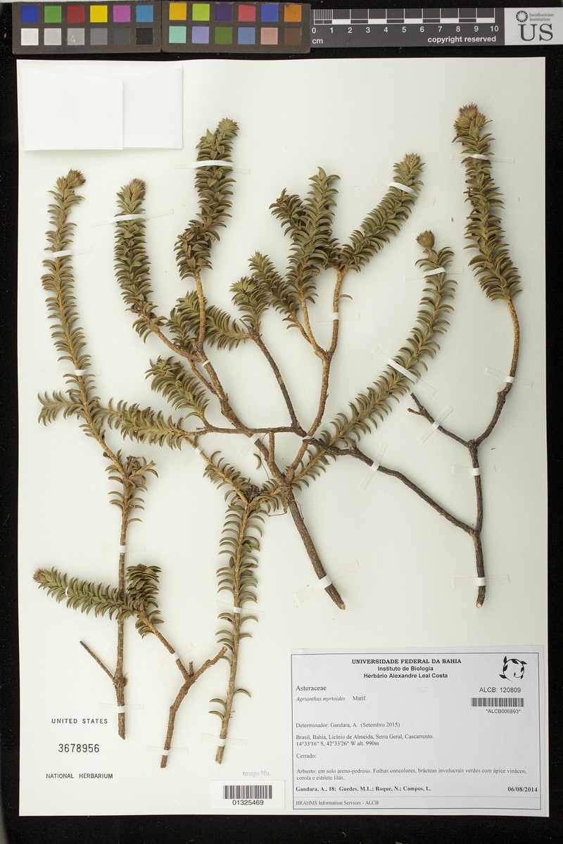 Agrianthus myrtoides