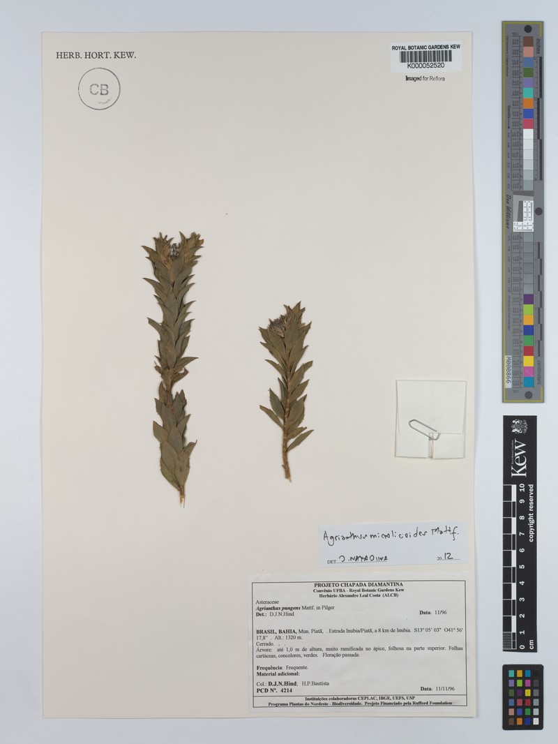Agrianthus pungens