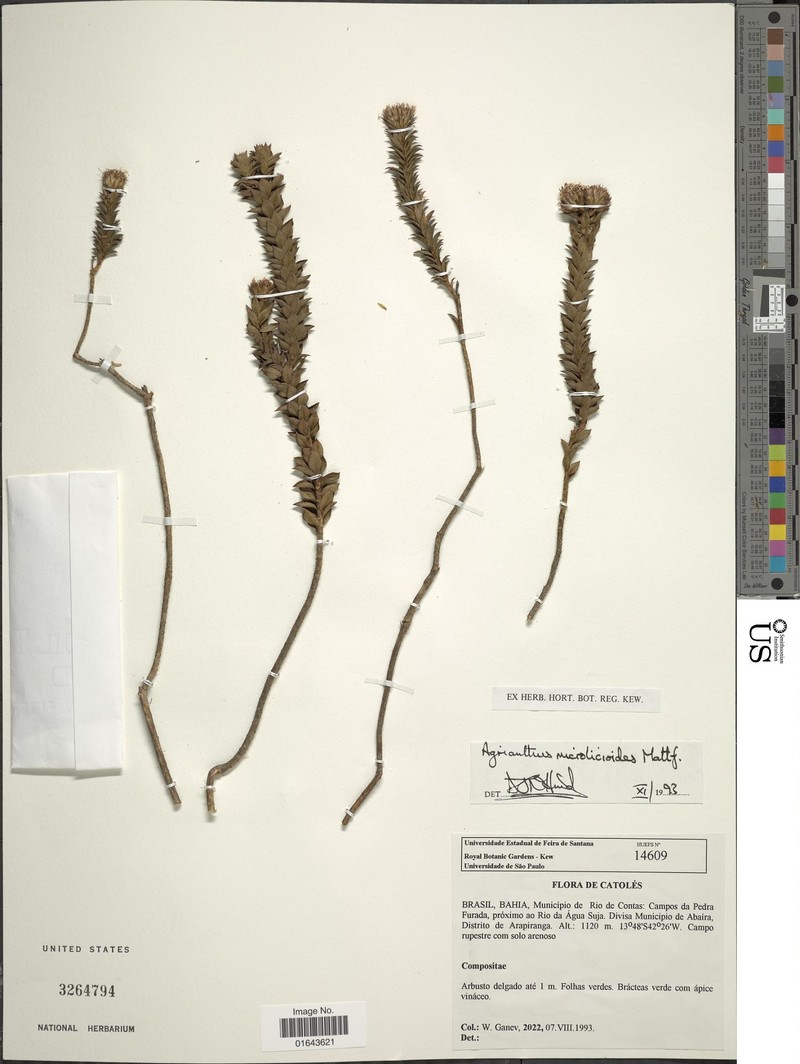 Agrianthus pungens photo 2