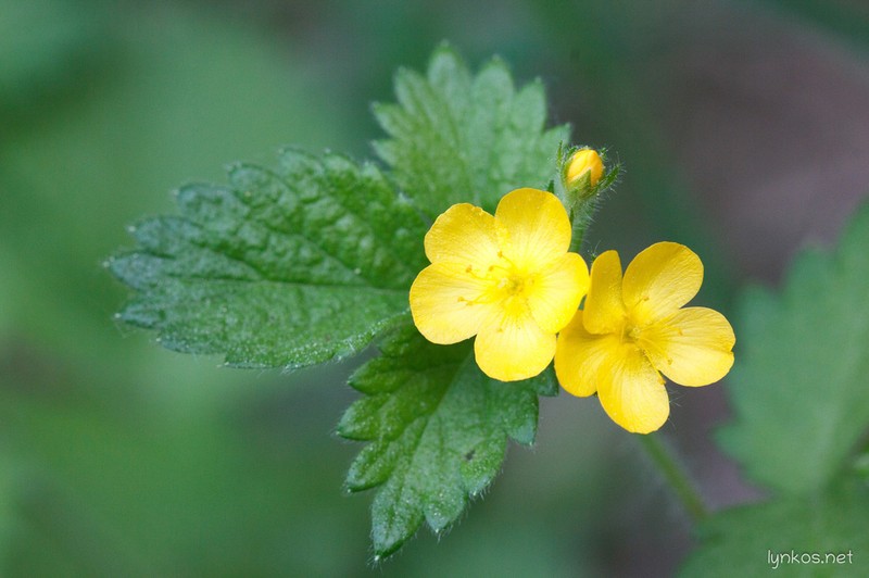 Agrimonia agrimonoides