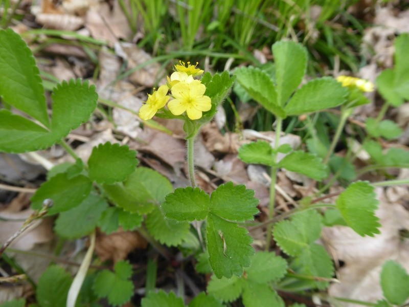 Agrimonia agrimonoides photo 2