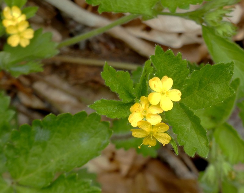 Agrimonia agrimonoides photo 3