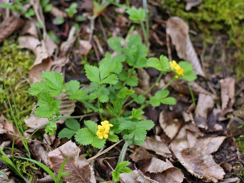 Agrimonia agrimonoides photo 4