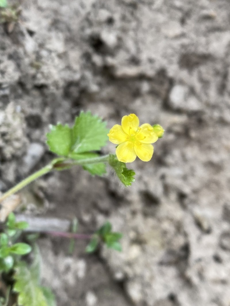 Agrimonia agrimonoides photo 5