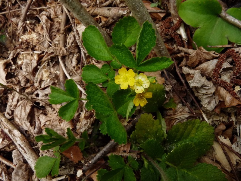 Agrimonia agrimonoides photo 6