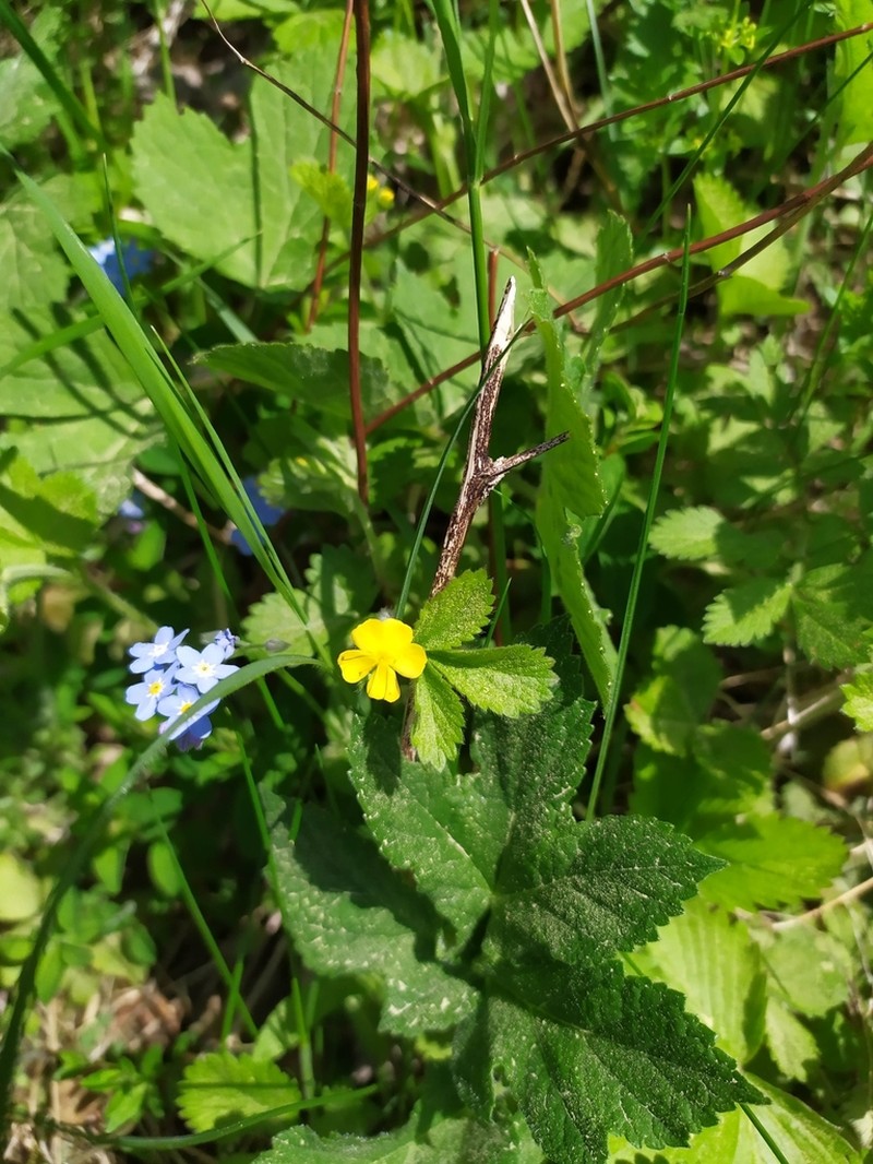 Agrimonia agrimonoides photo 8