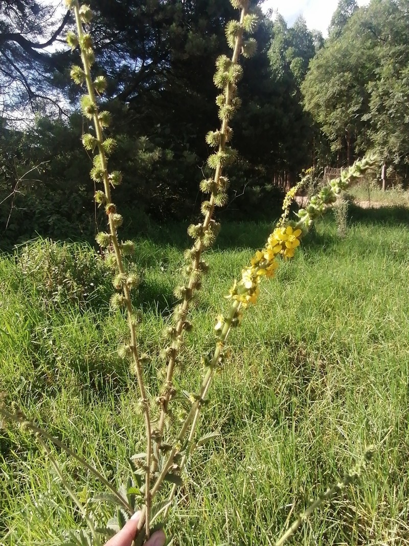 Agrimonia bracteata