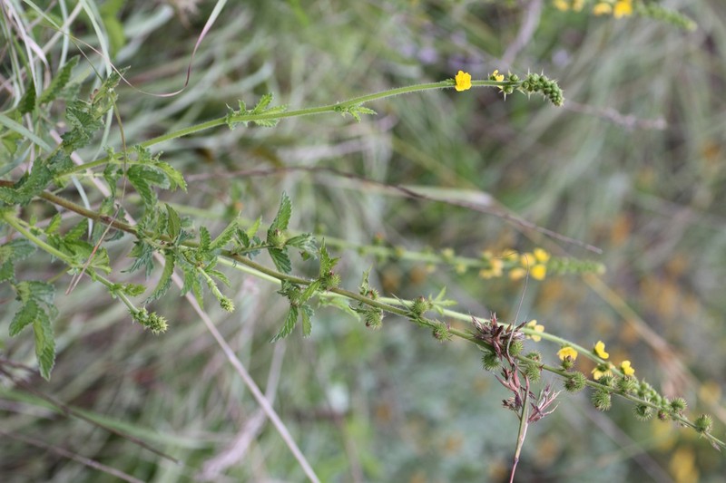 Agrimonia bracteata photo 2