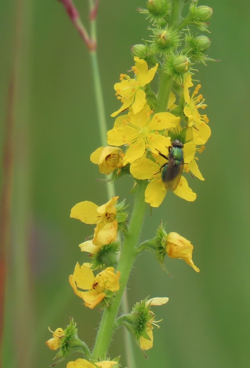 Agrimonia bracteata photo 3