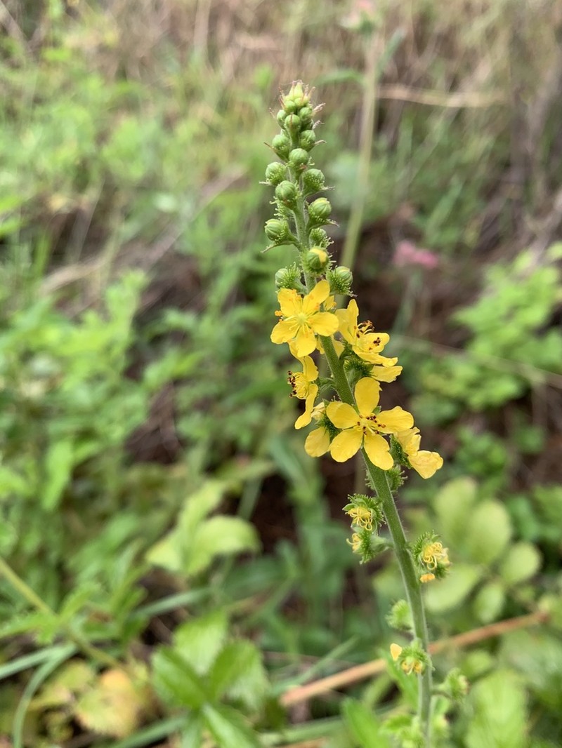 Agrimonia bracteata photo 4