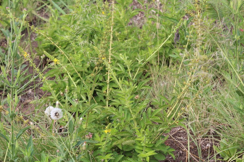 Agrimonia bracteata photo 5
