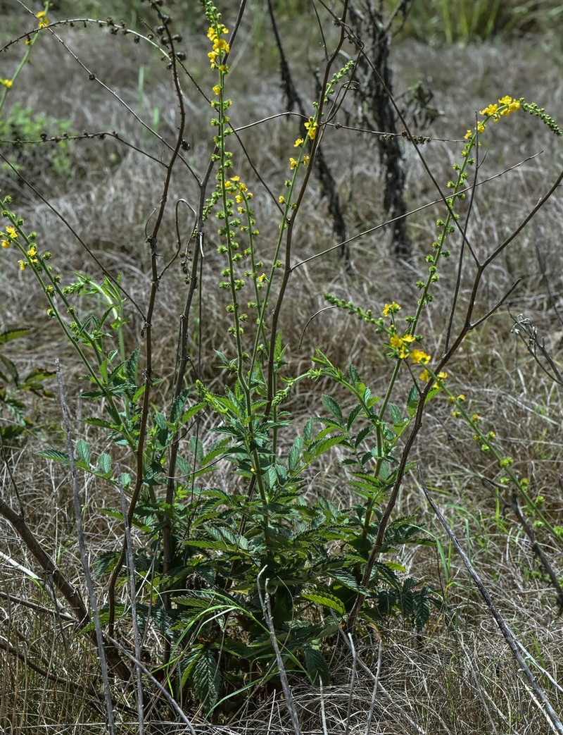 Agrimonia bracteata photo 6