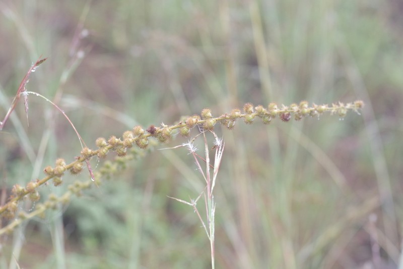 Agrimonia bracteata photo 7