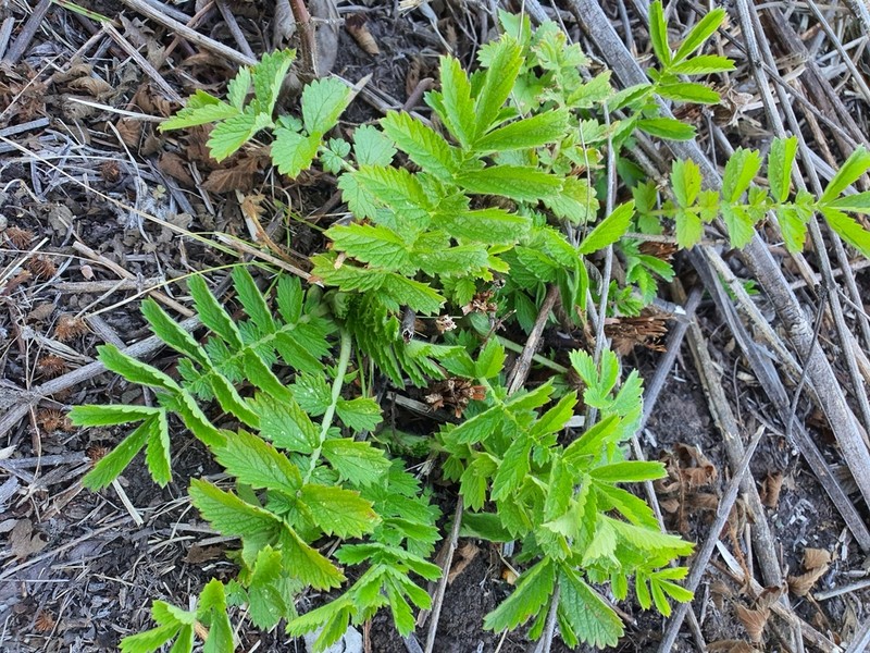 Agrimonia bracteata photo 8