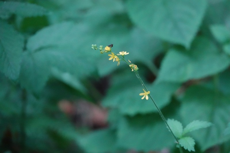 Agrimonia coreana