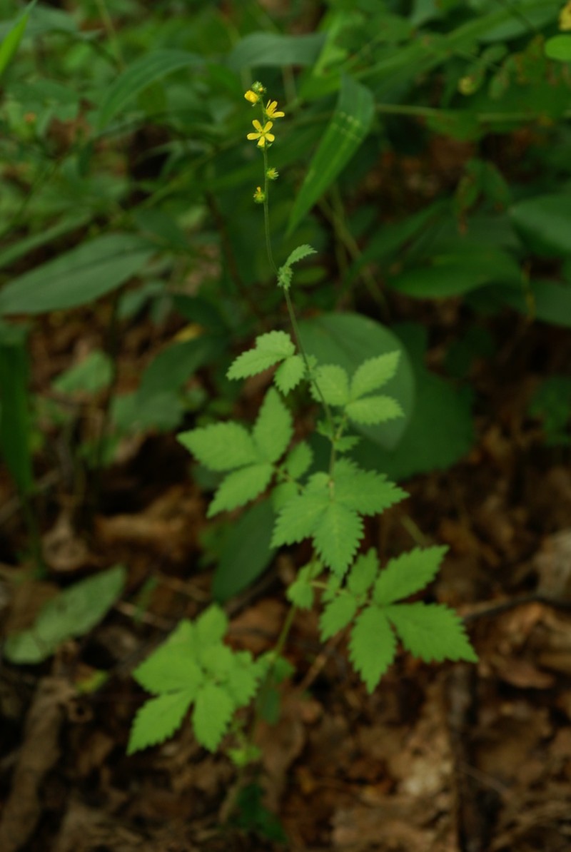 Agrimonia coreana photo 2