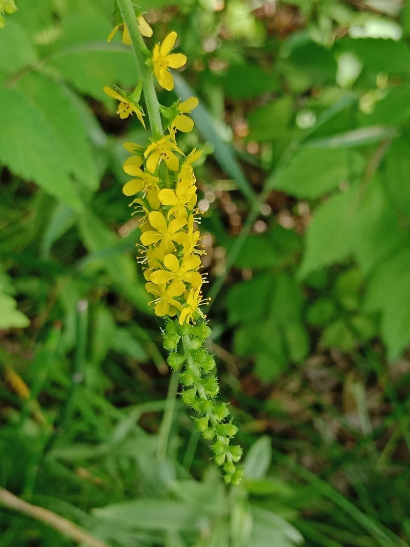 Agrimonia coreana photo 3
