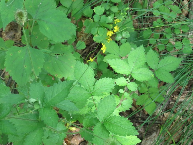 Agrimonia coreana photo 6