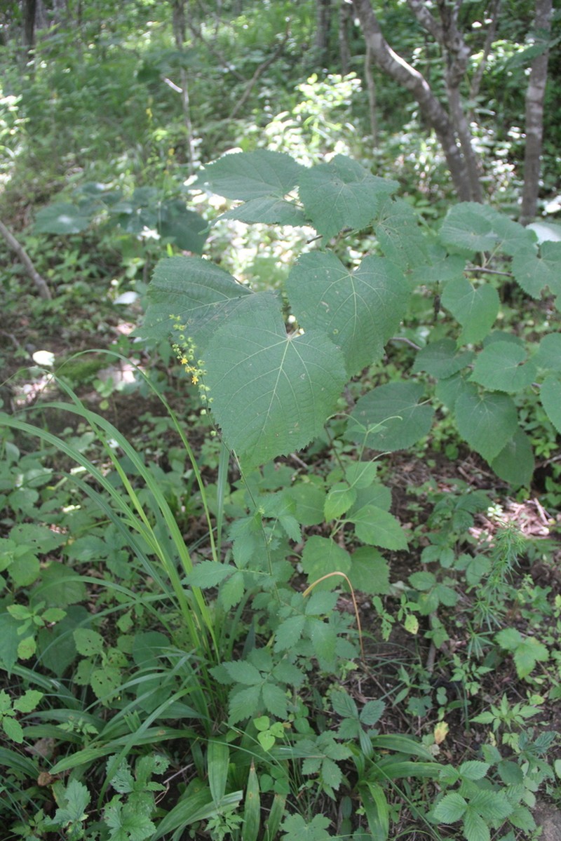 Agrimonia coreana photo 8